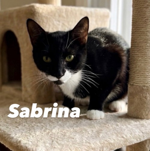 Sabrina, an adoptable American Shorthair in Chandler, AZ