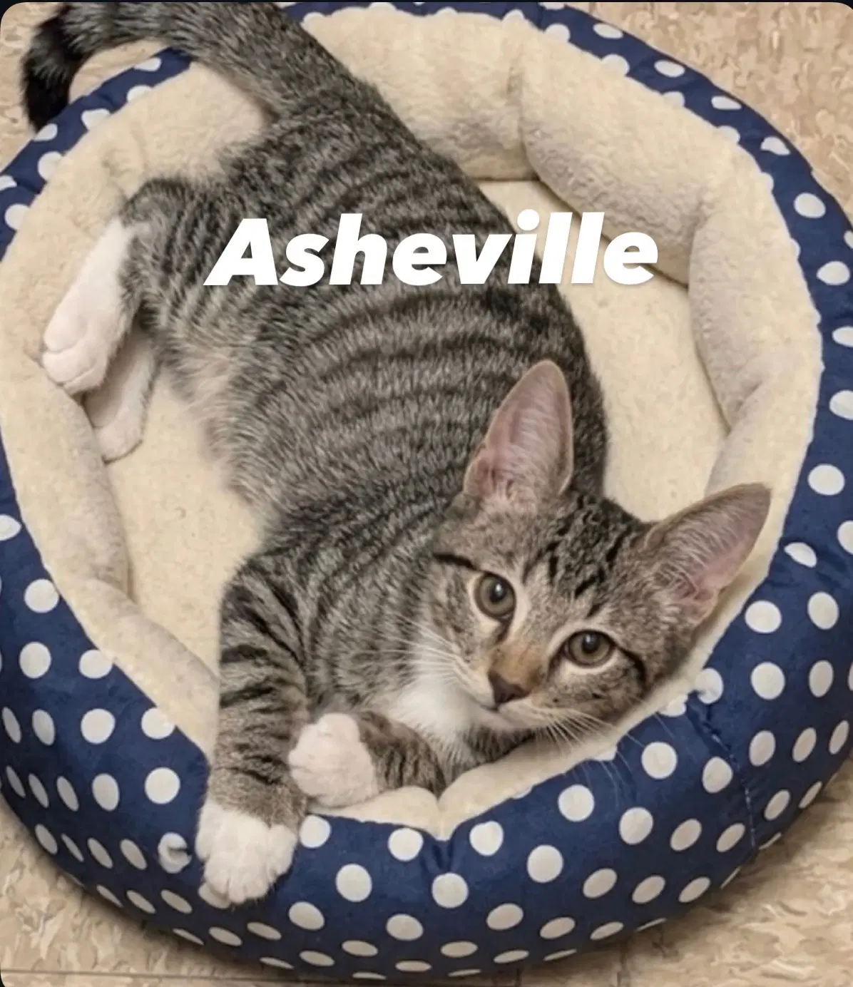 Asheville image 4