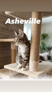 Asheville image 3