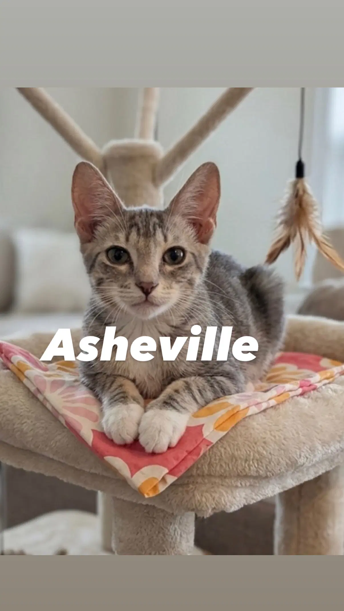 Asheville image 2