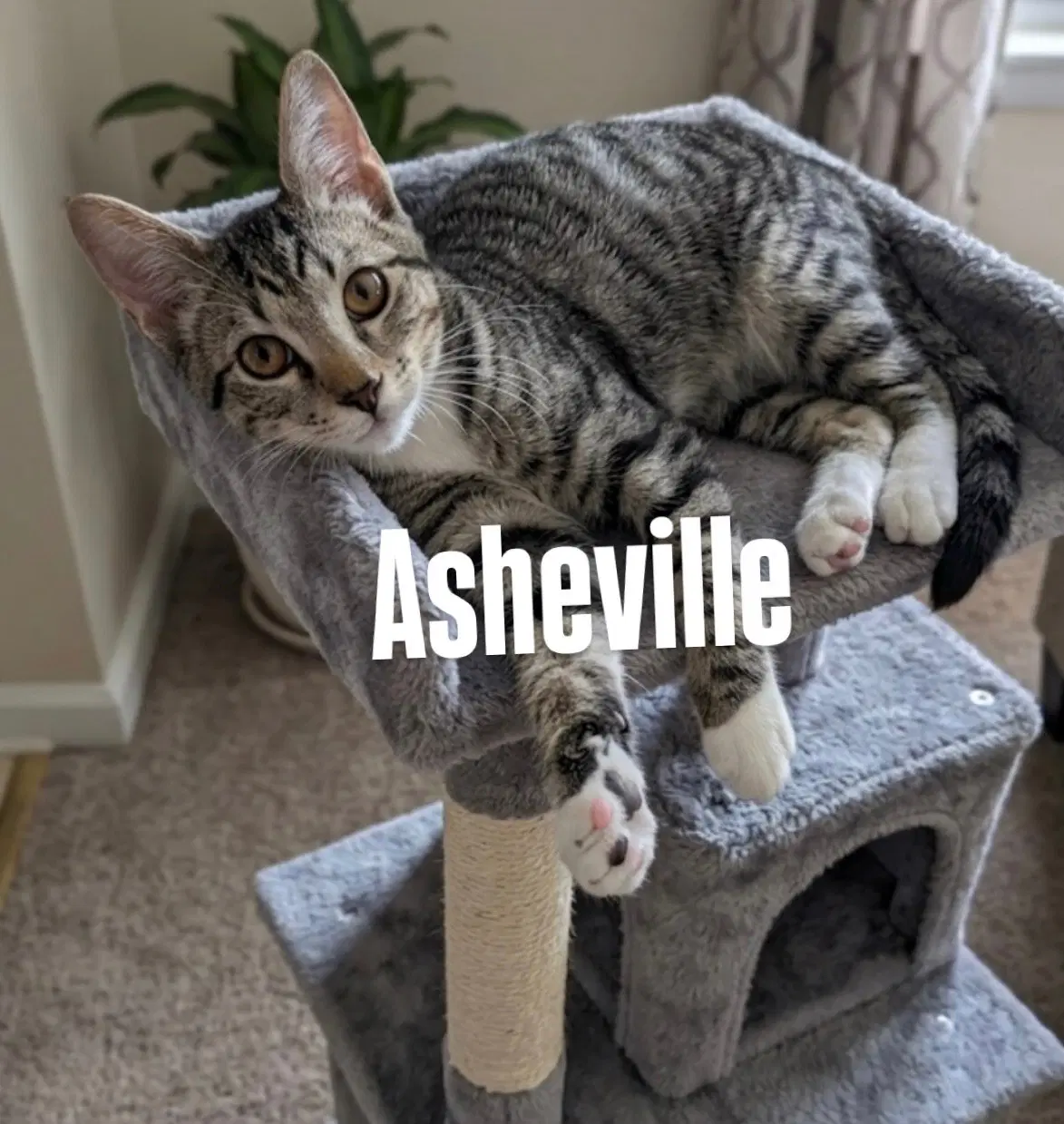 Asheville image 1