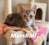 Marshall