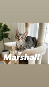Marshall