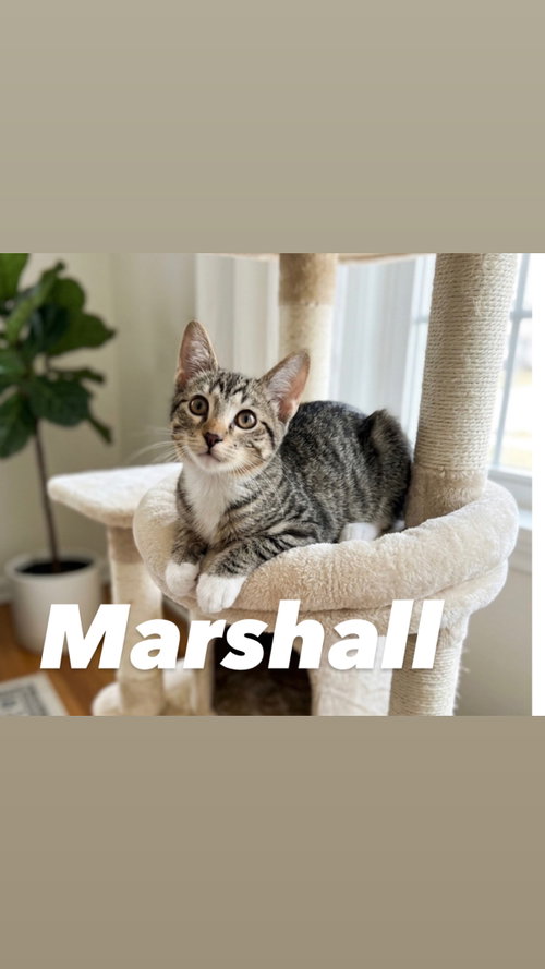 Marshall, an adoptable Domestic Short Hair in Chandler, AZ