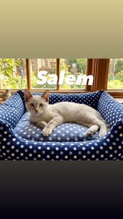 Salem, an adoptable Domestic Short Hair in Chandler, AZ