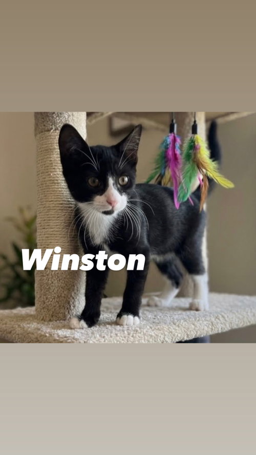 Winston, an adoptable Tuxedo in Chandler, AZ