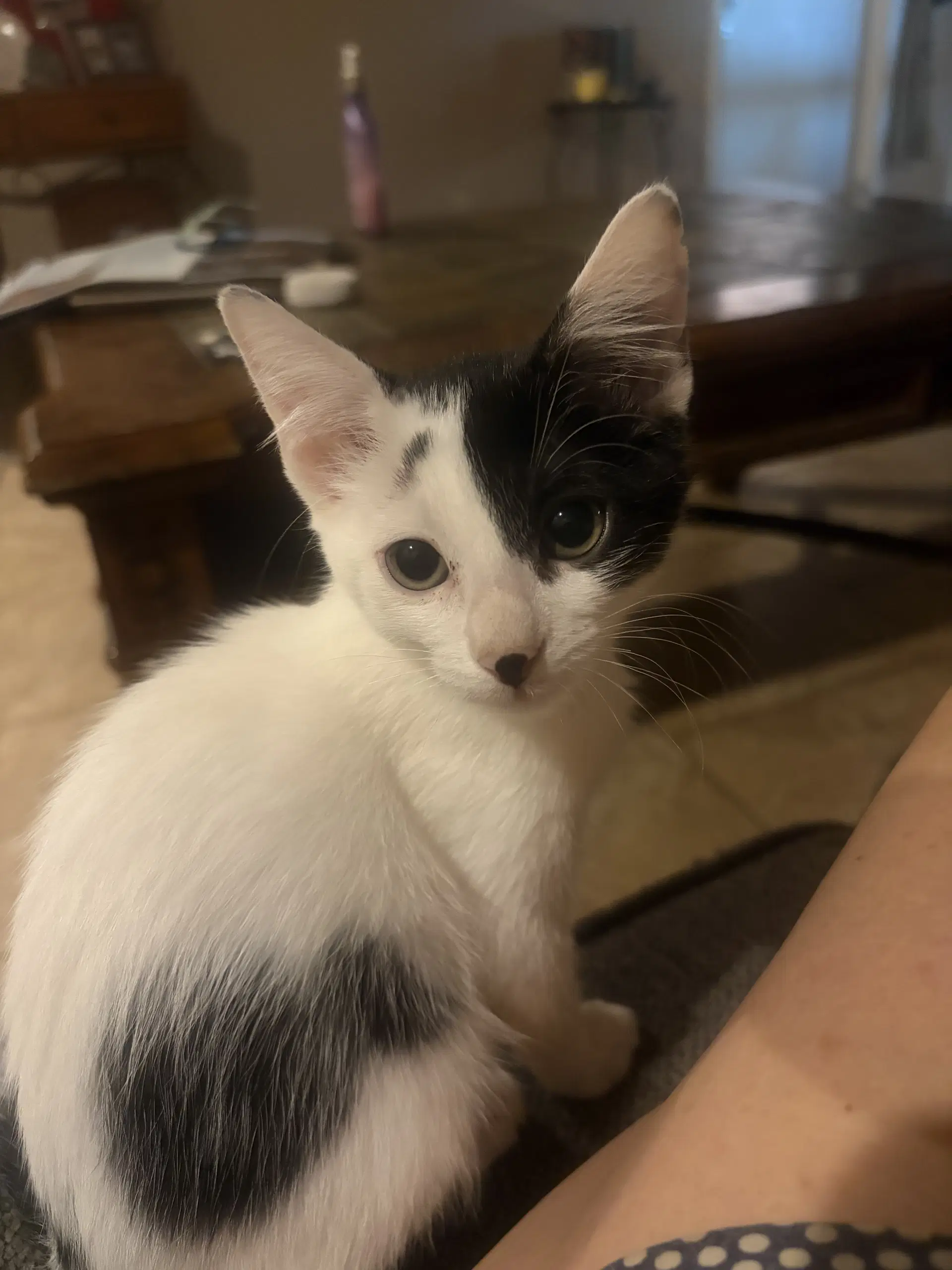 Sierra - Domestic Short Hair