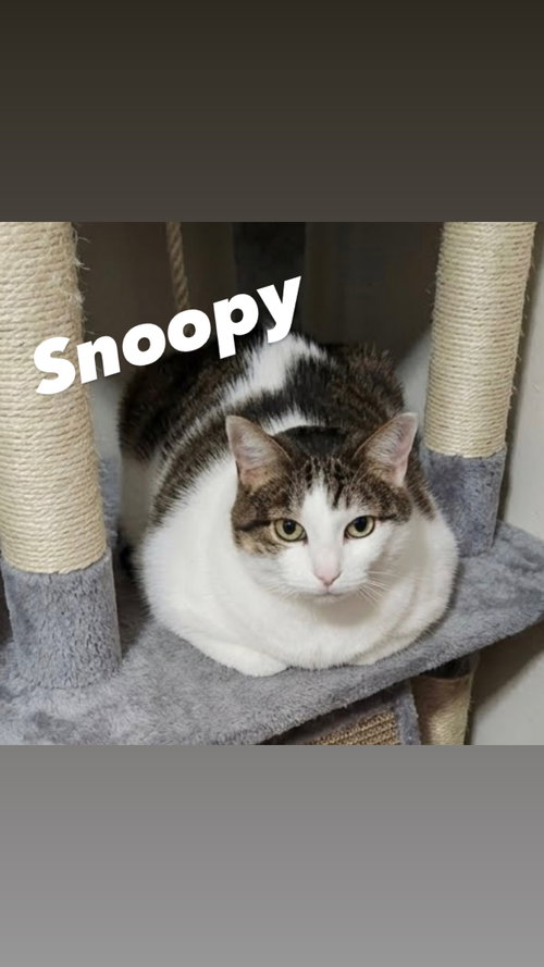 Snoopy photo 2