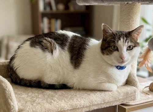 Snoopy, an adoptable Domestic Short Hair in Chandler, AZ