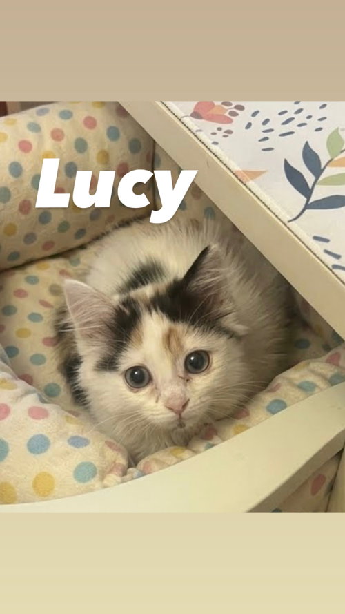 Lucy, an adoptable Domestic Medium Hair in Chandler, AZ