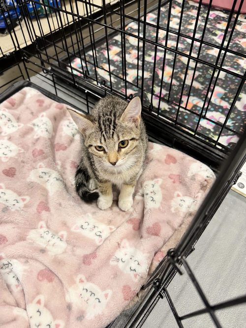 Wally, an adoptable Domestic Short Hair in Chandler, AZ