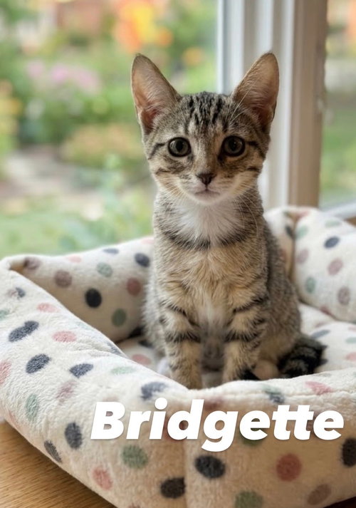 Bridgette, an adoptable Domestic Short Hair in Chandler, AZ