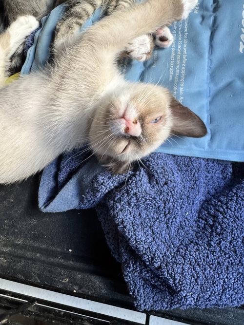 Mr T, an adoptable Domestic Short Hair in Chandler, AZ