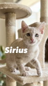 Sirius