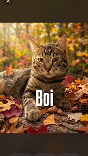 Boi Boi