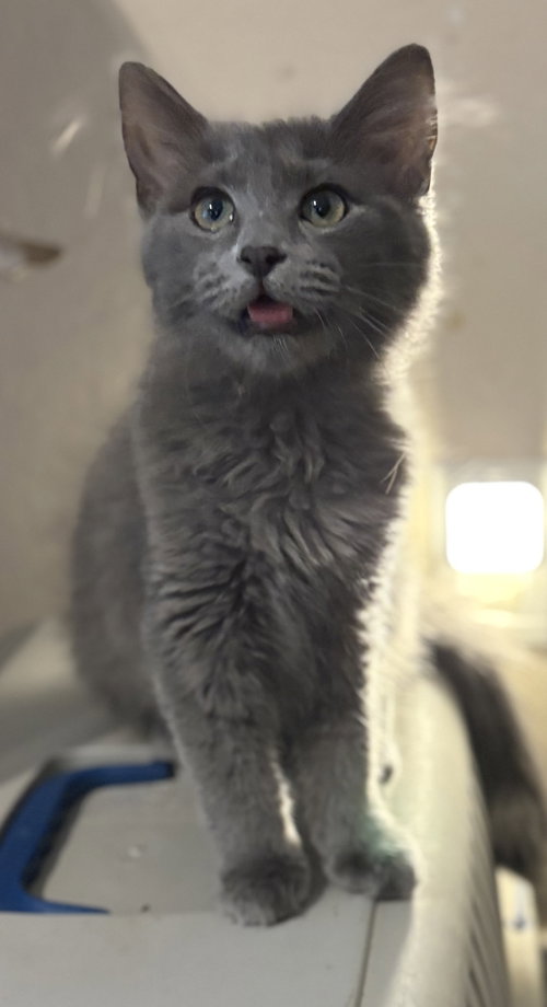 Cece