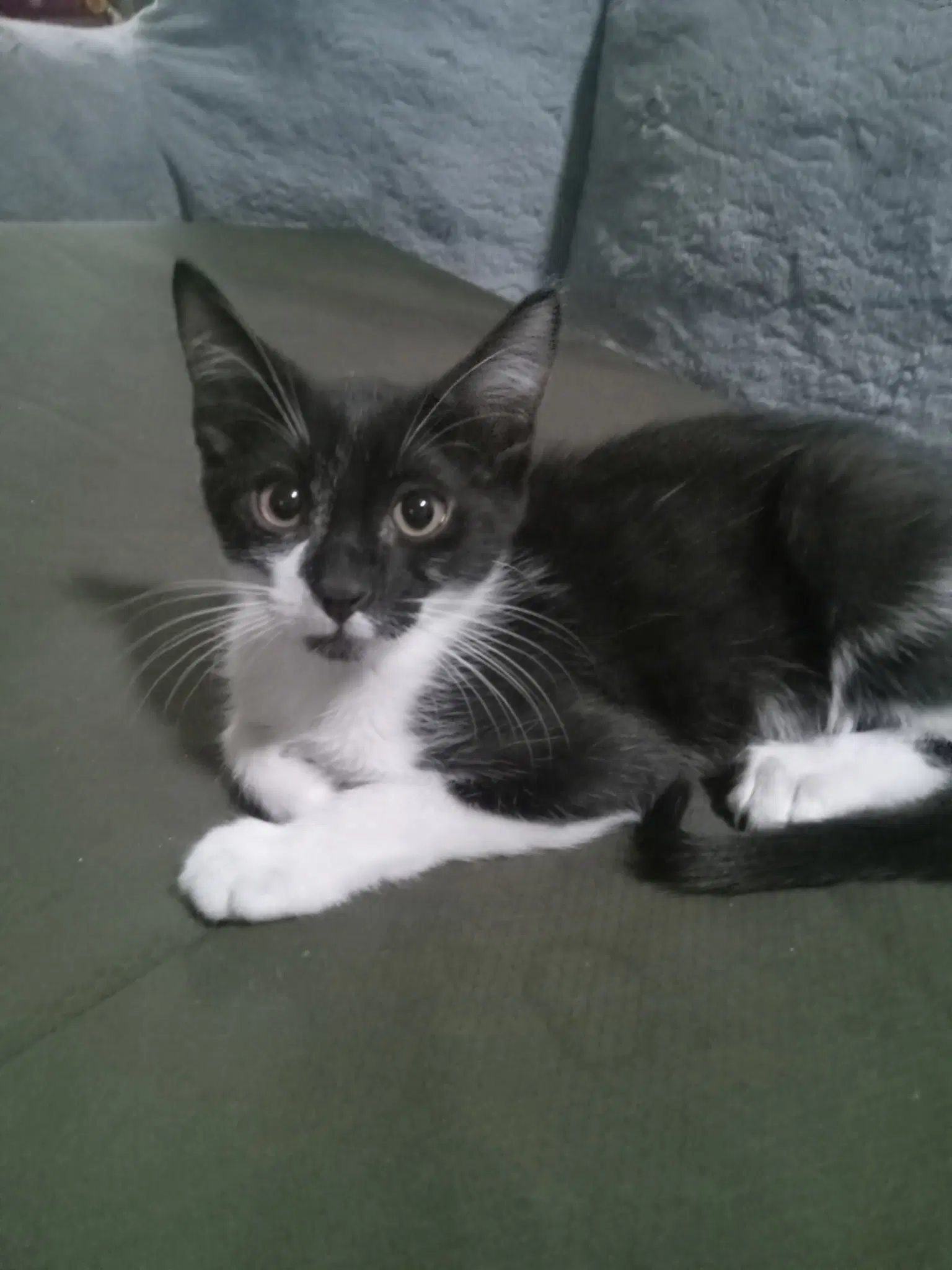 Bucky image 3