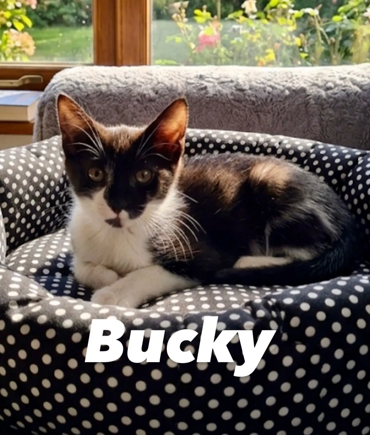 Bucky - Domestic Short Hair