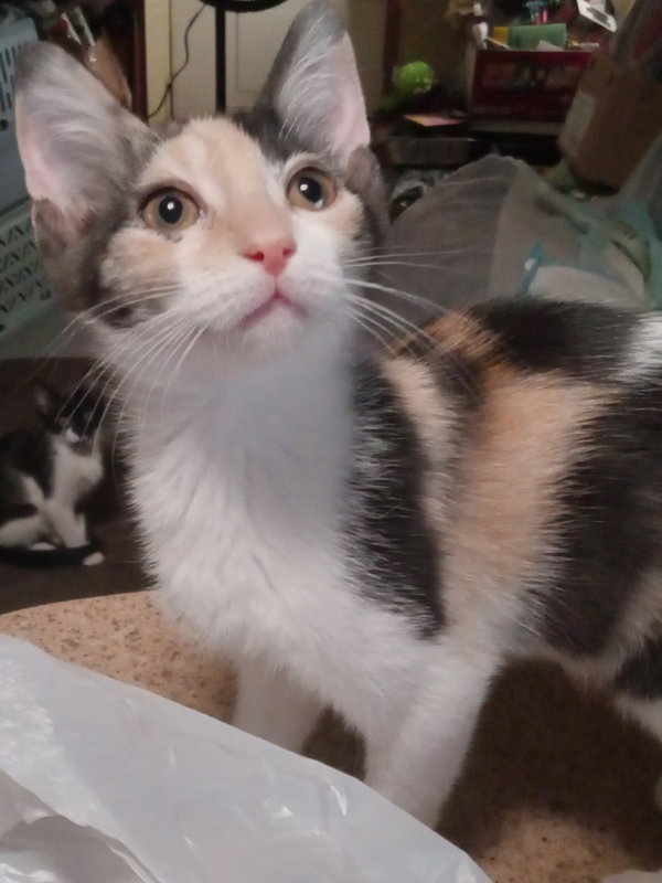 Darla