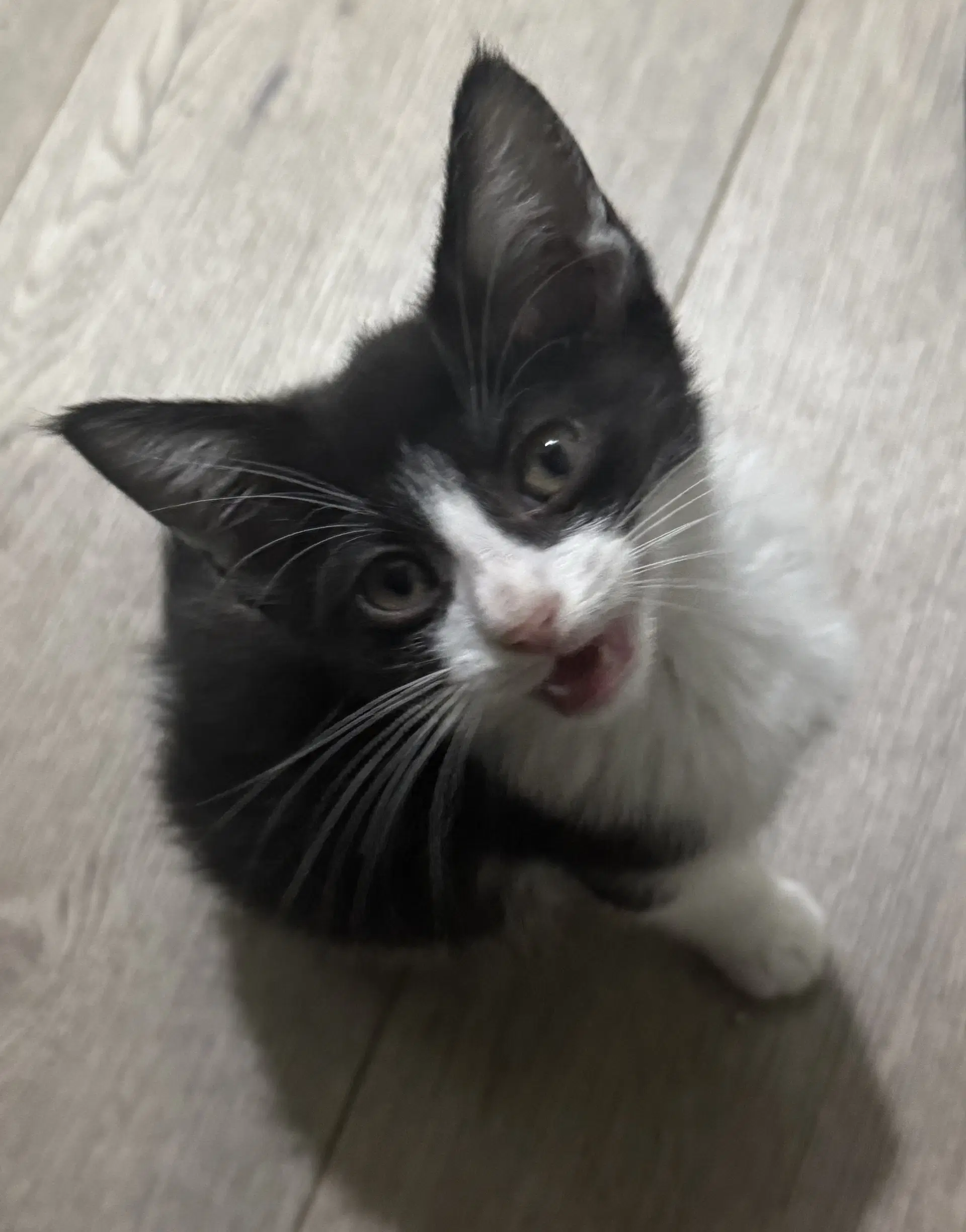 Moo - Domestic Short Hair