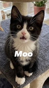 Moo