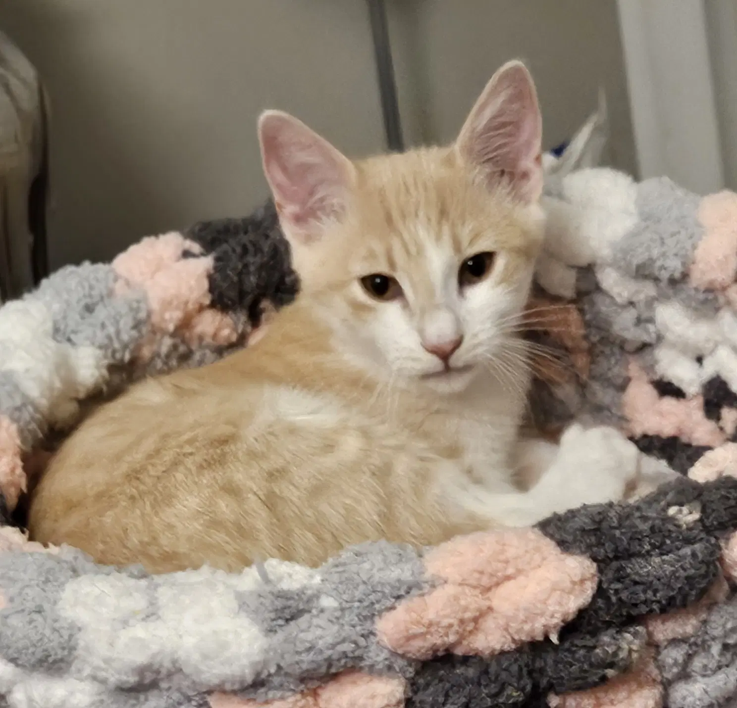 Griffin - Domestic Short Hair