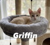 Griffin