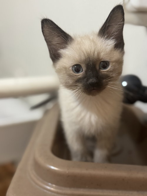 Koda