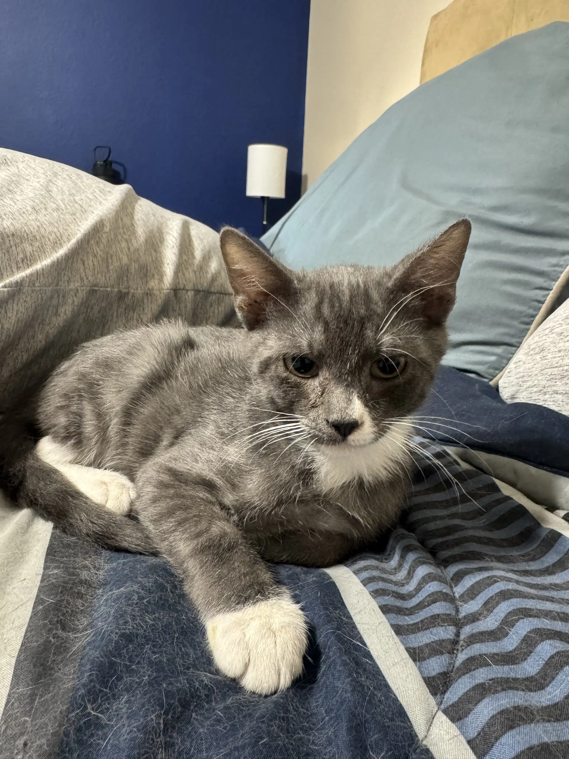 Guy - Domestic Short Hair