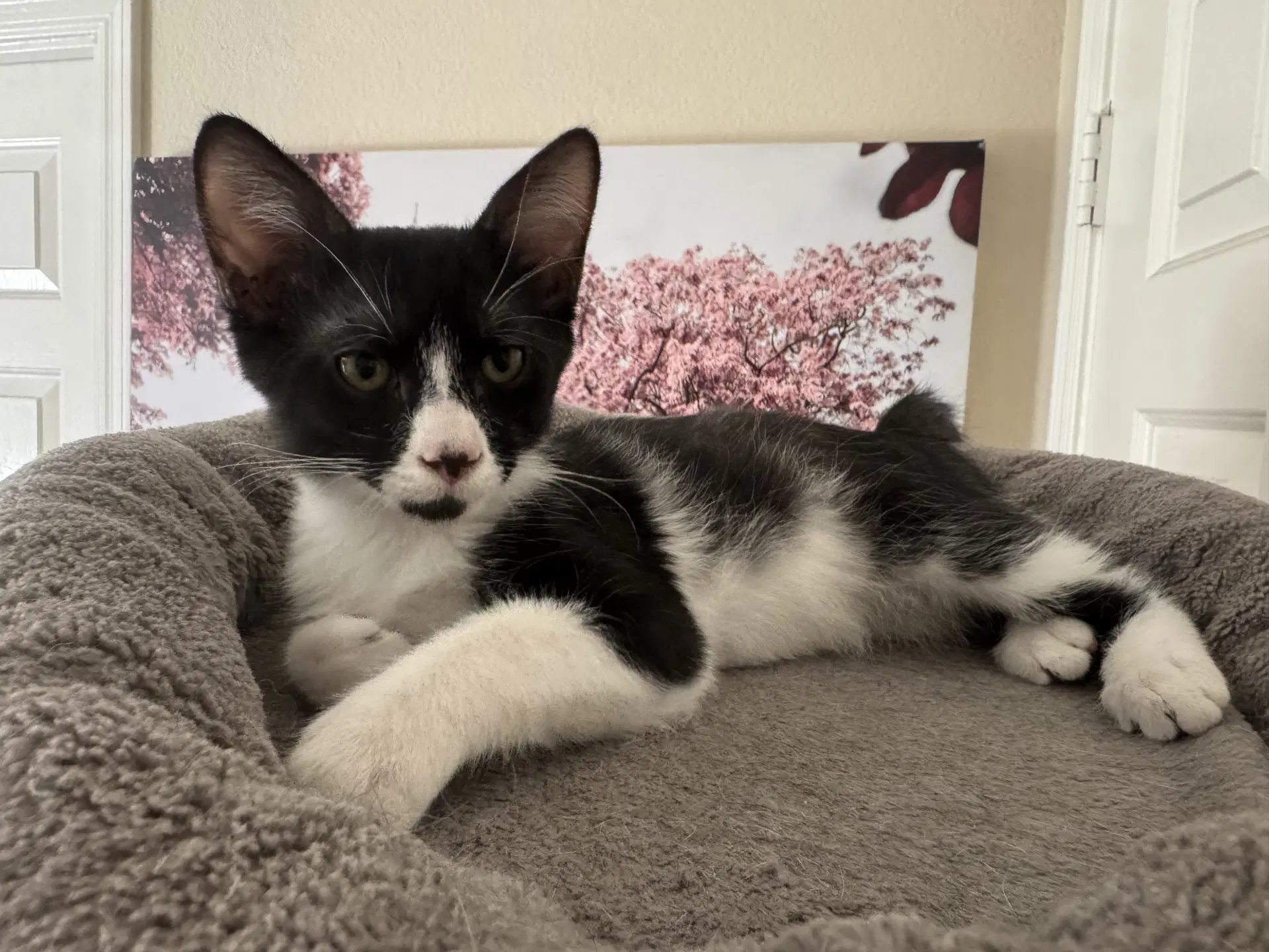 Gordon - Domestic Medium Hair