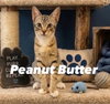 Peanut Butter