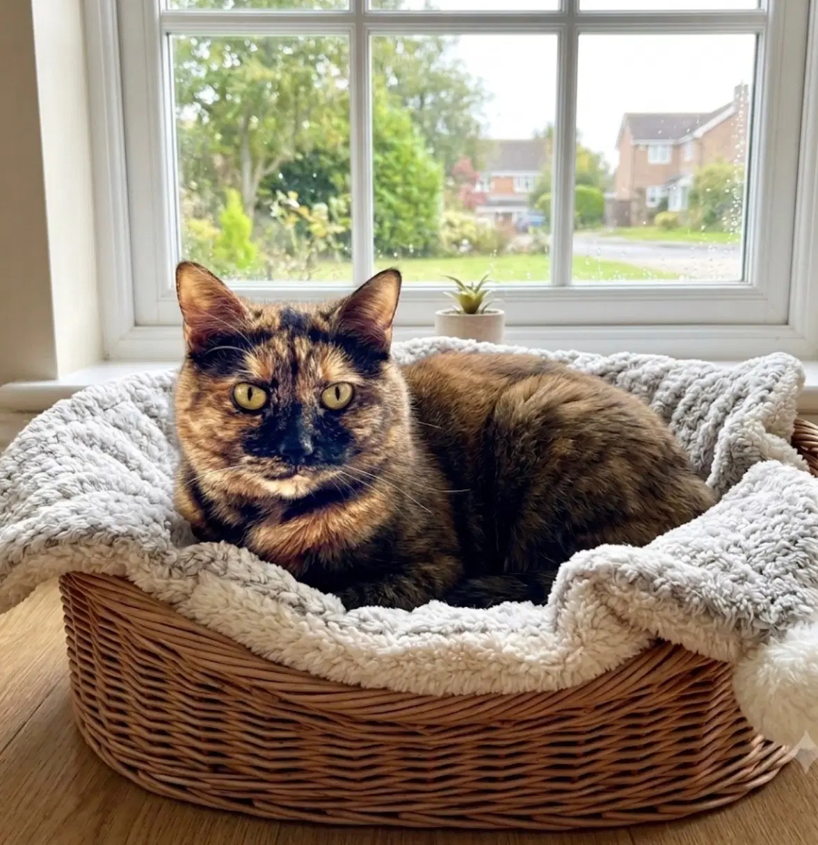 Baby Cat - Domestic Short Hair