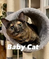 Baby Cat