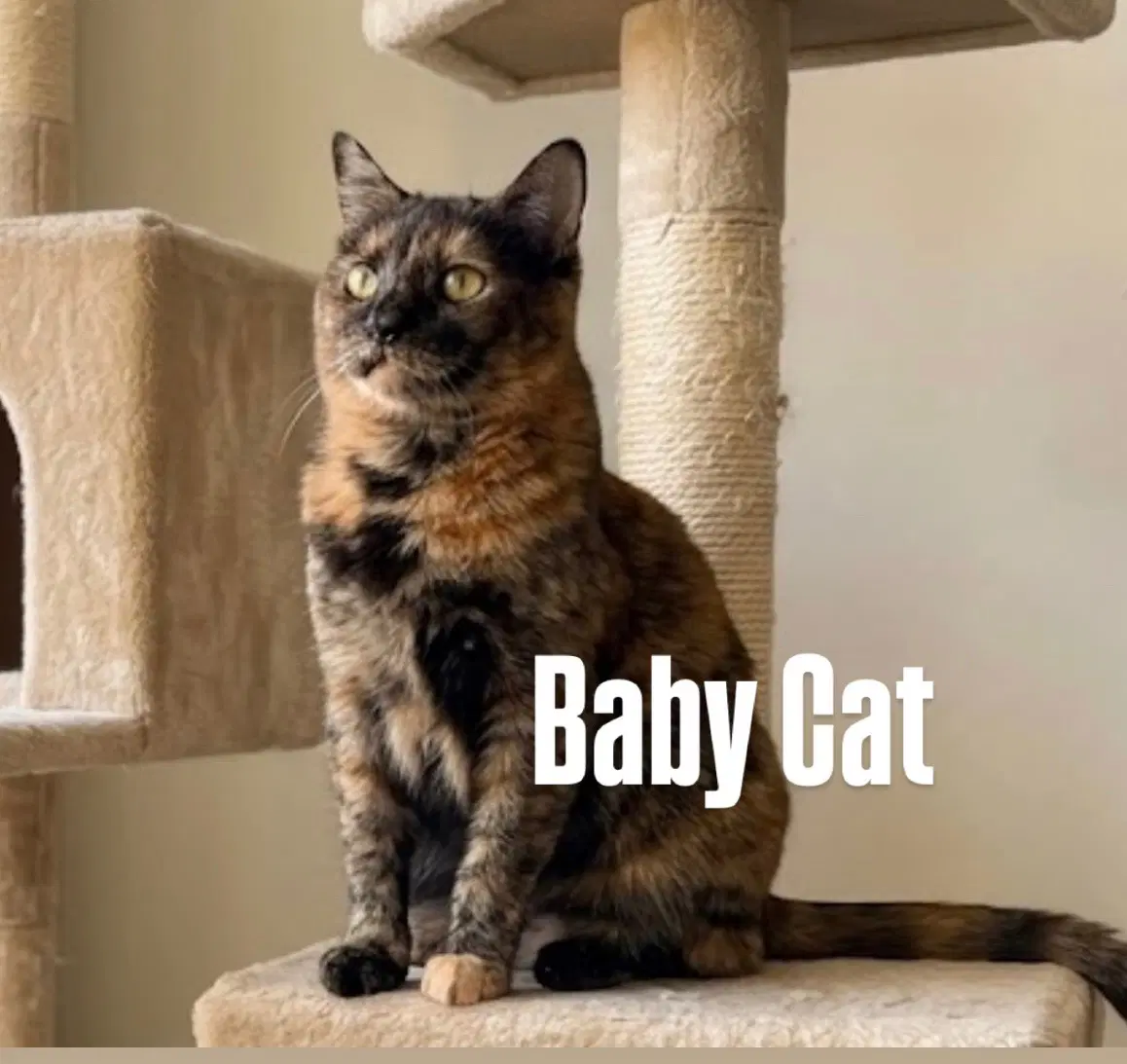 Baby Cat image 2