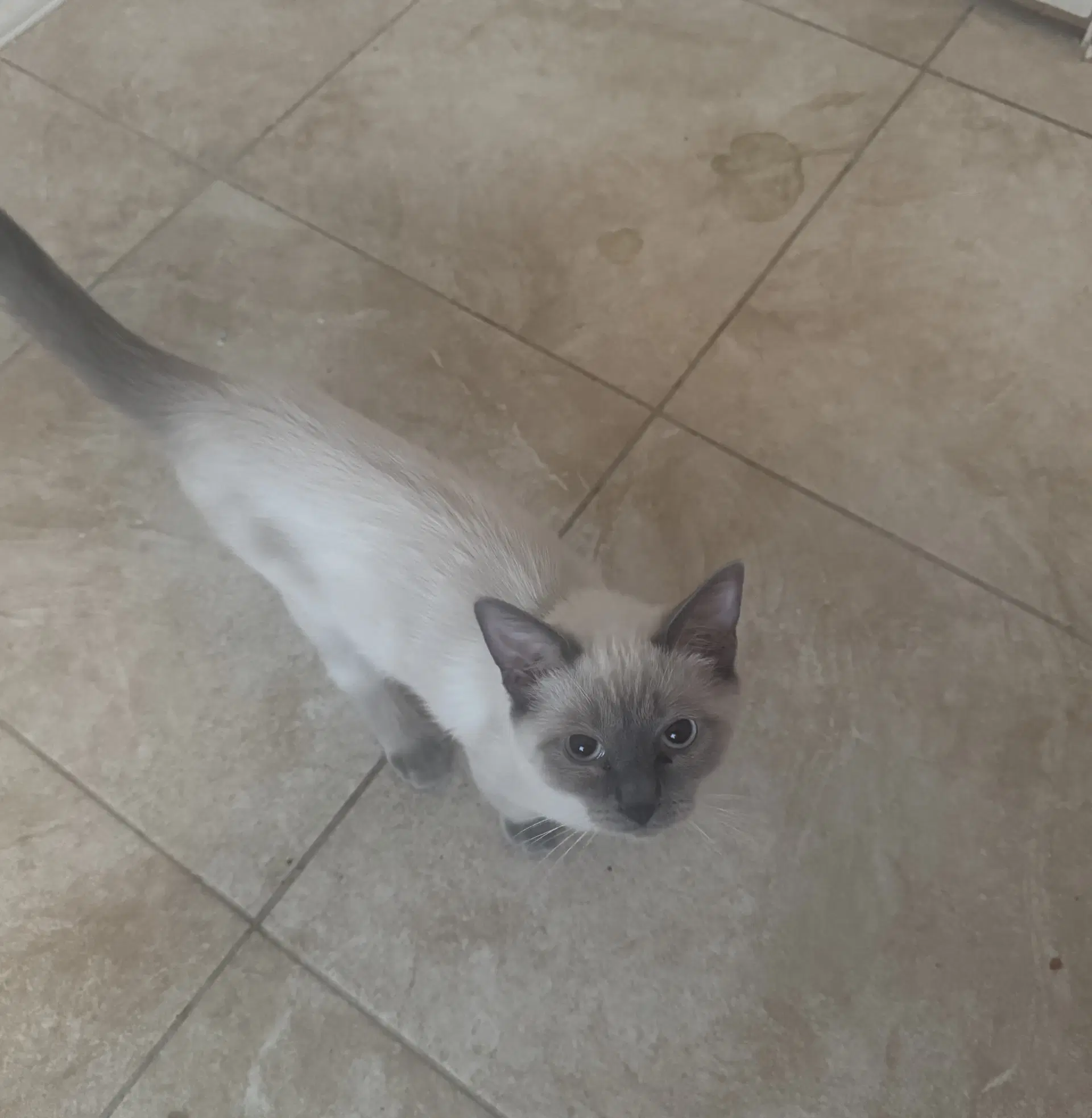 Koda image 2
