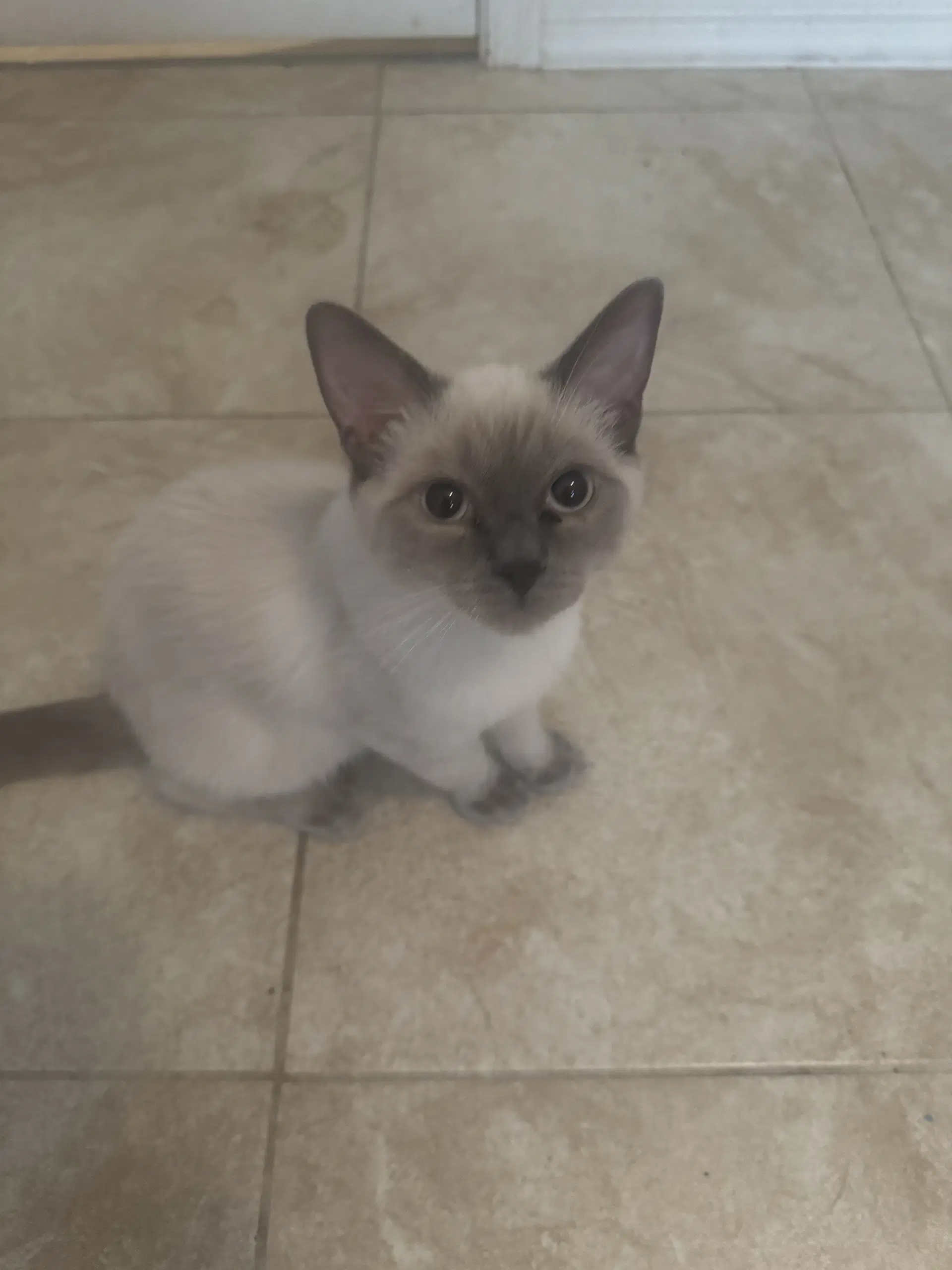Koda image 3