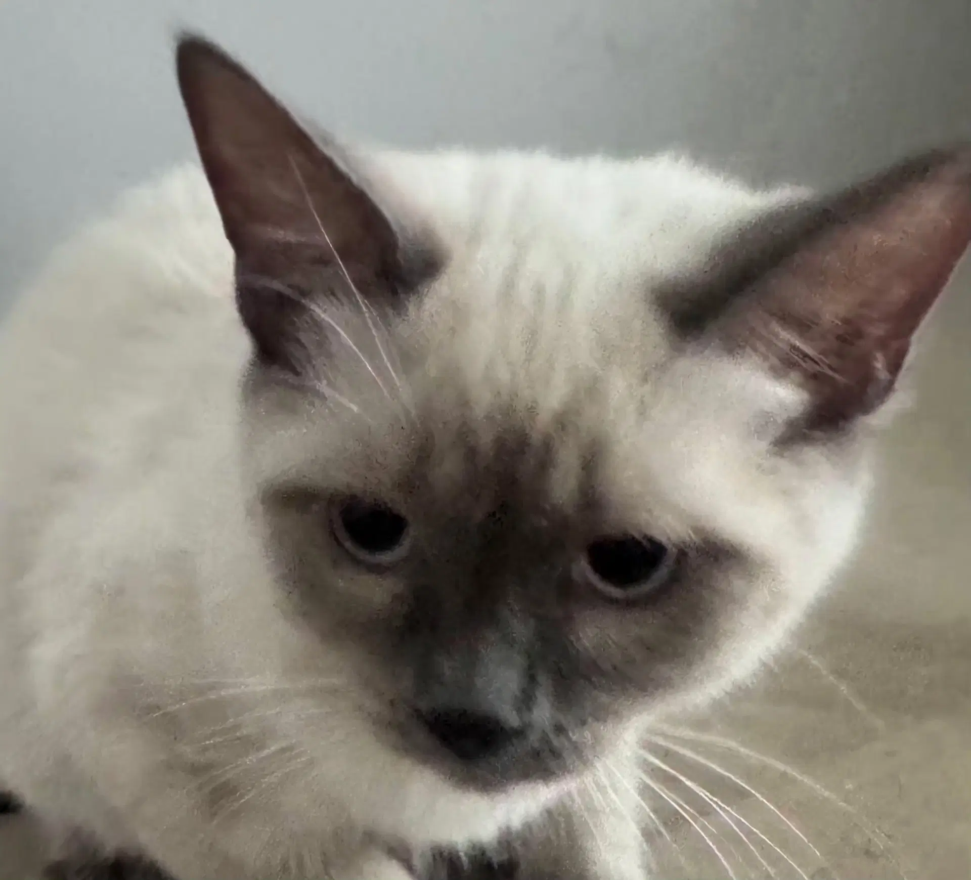 Koda image 4