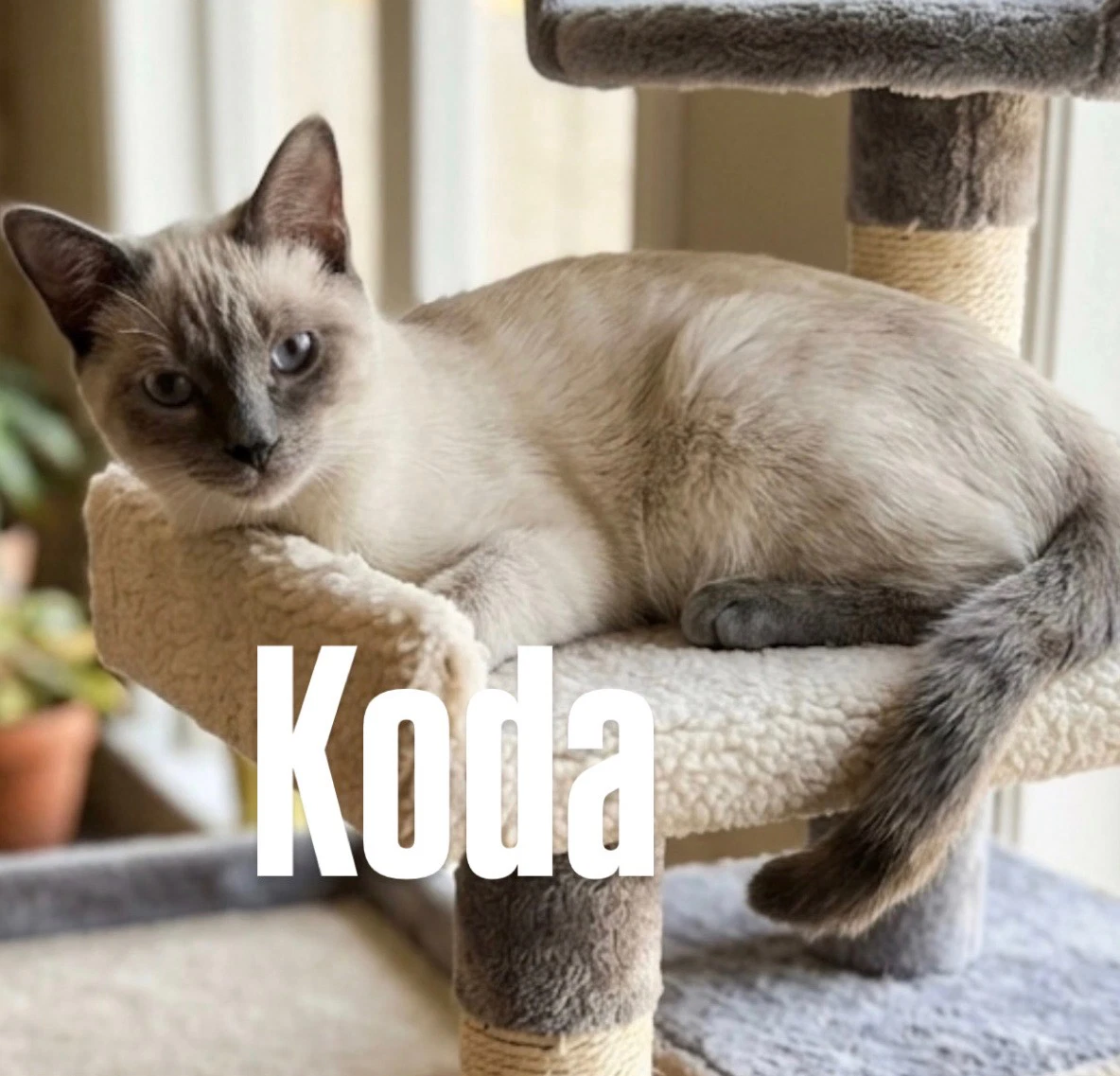 Koda