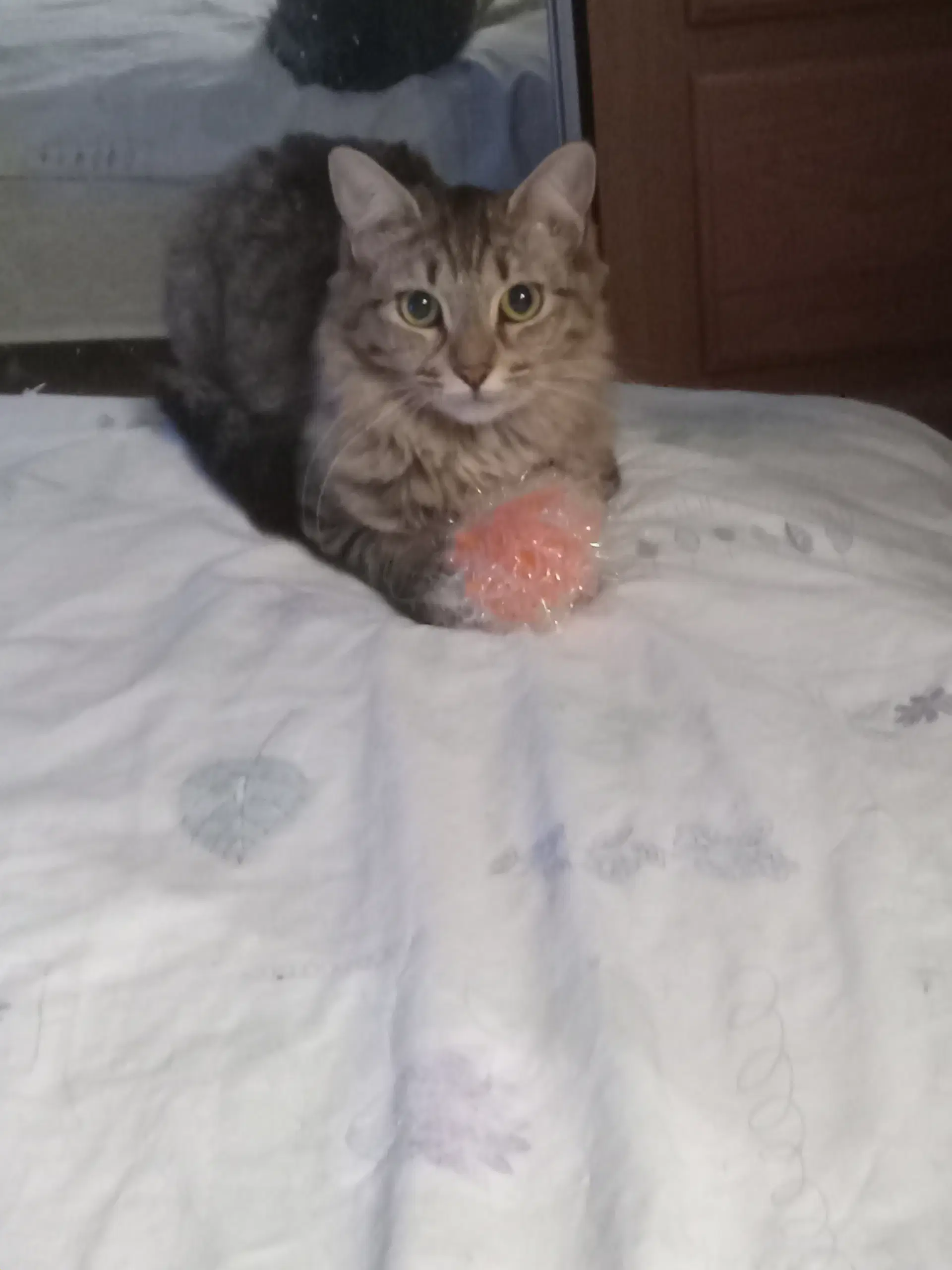 Cleo - Maine Coon