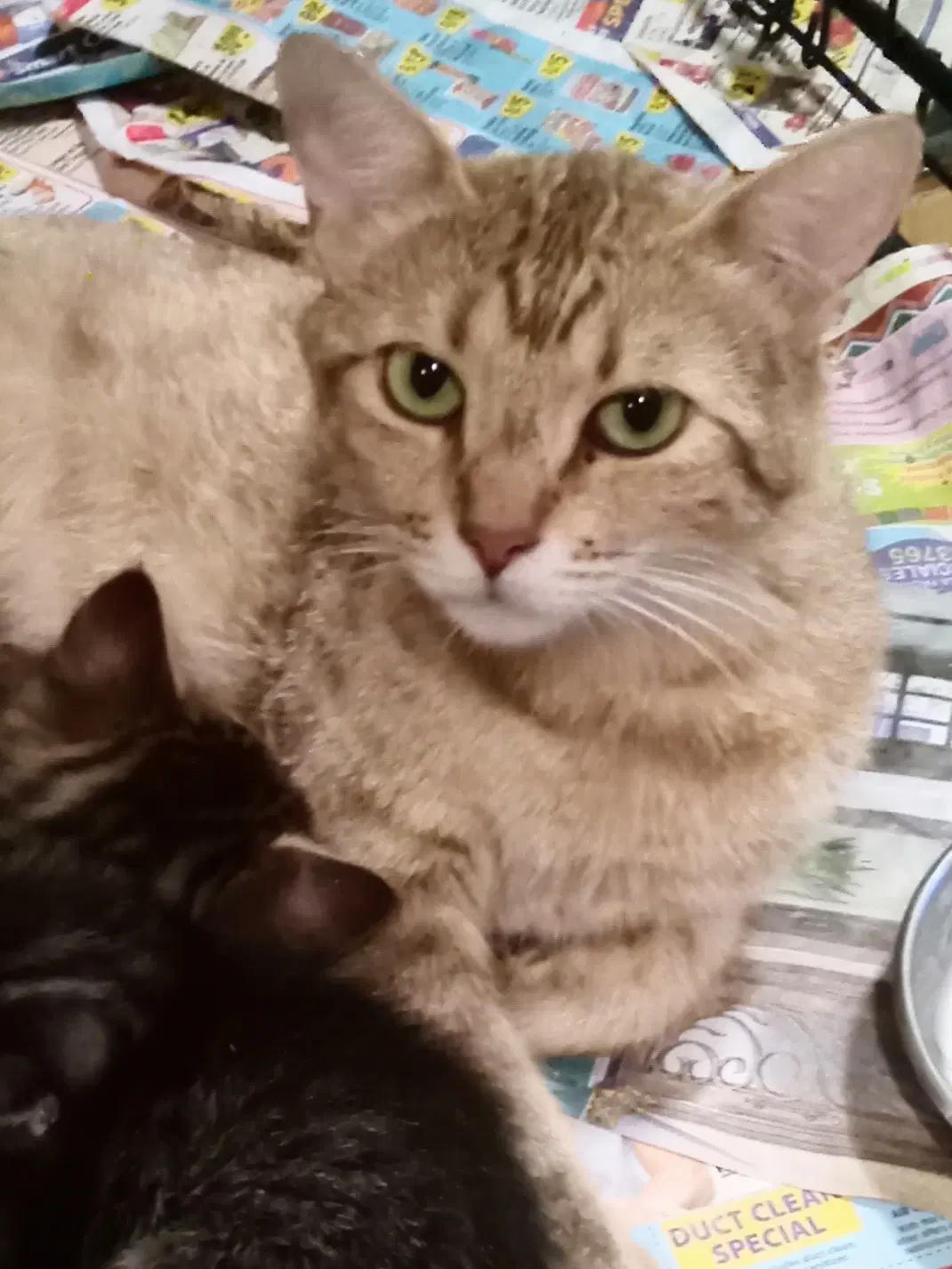 Mami - Domestic Short Hair