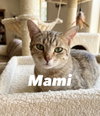Mami