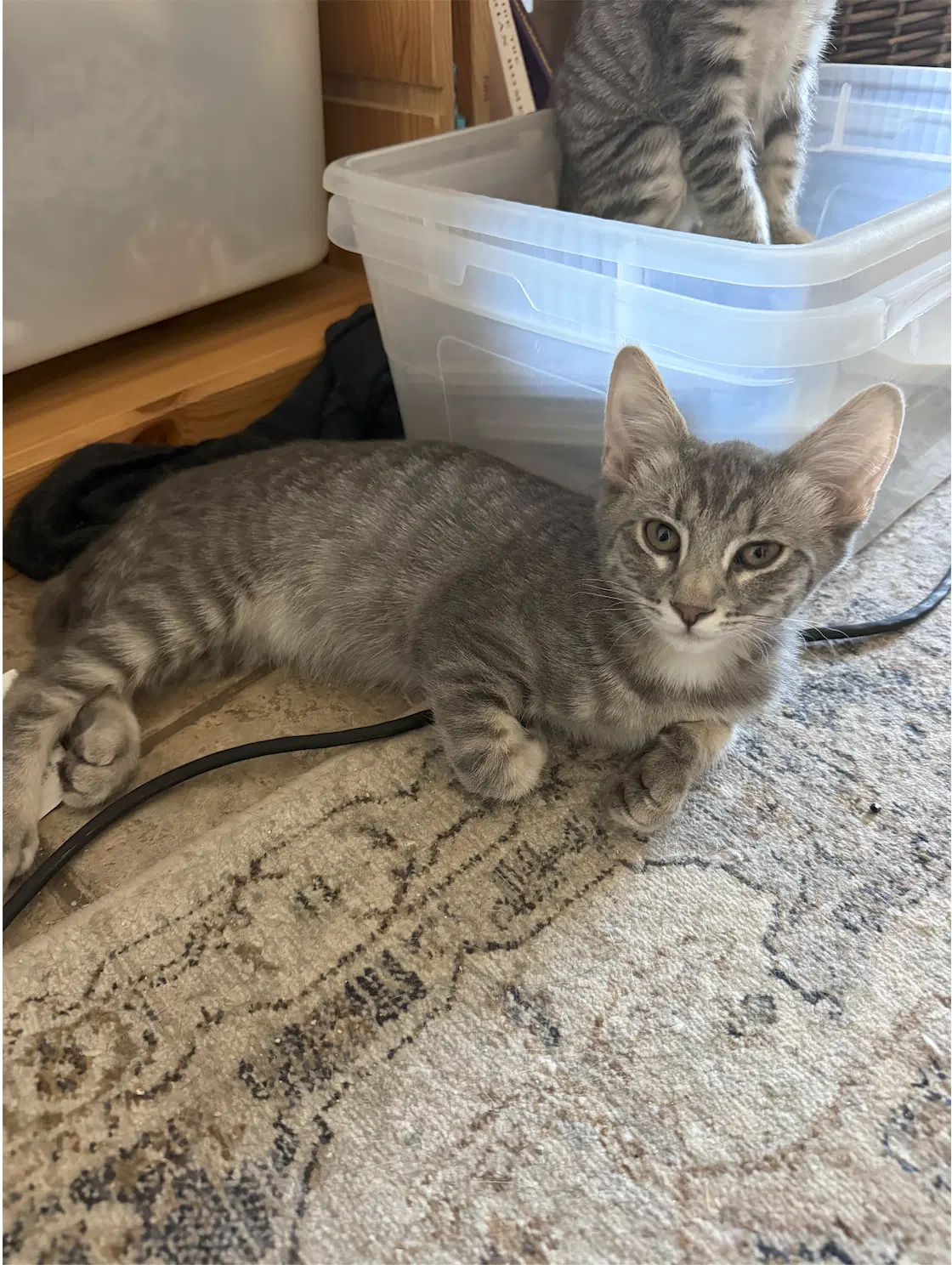 Scoop - Tabby