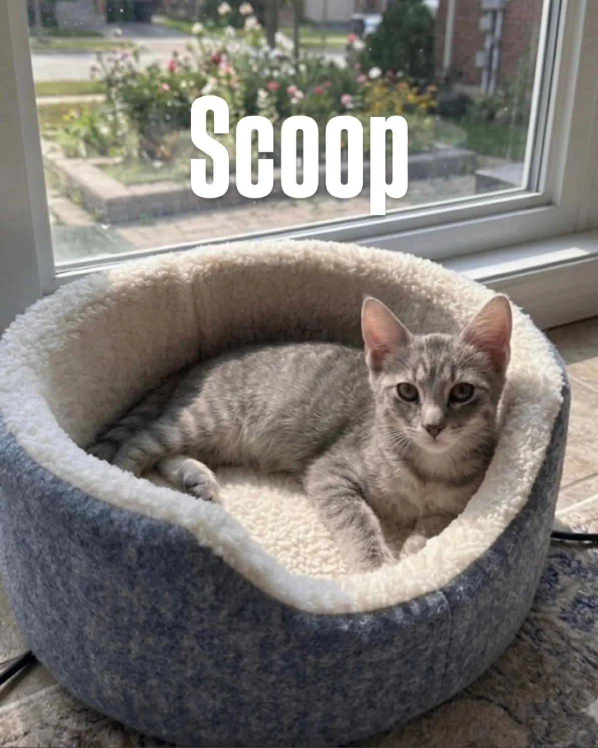 Scoop - Tabby