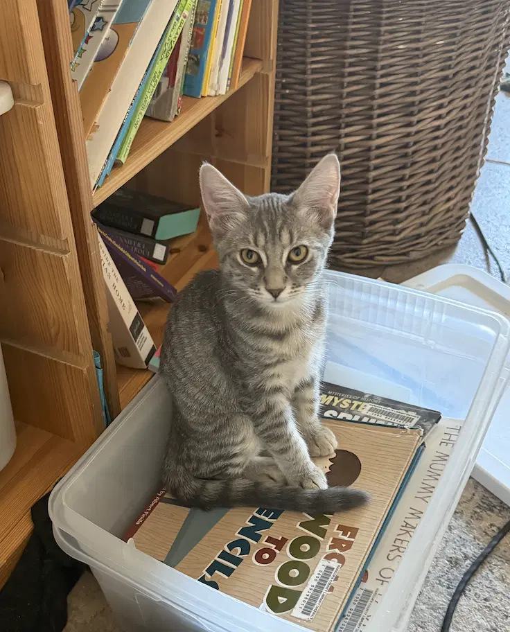 Marshmallow - Tabby