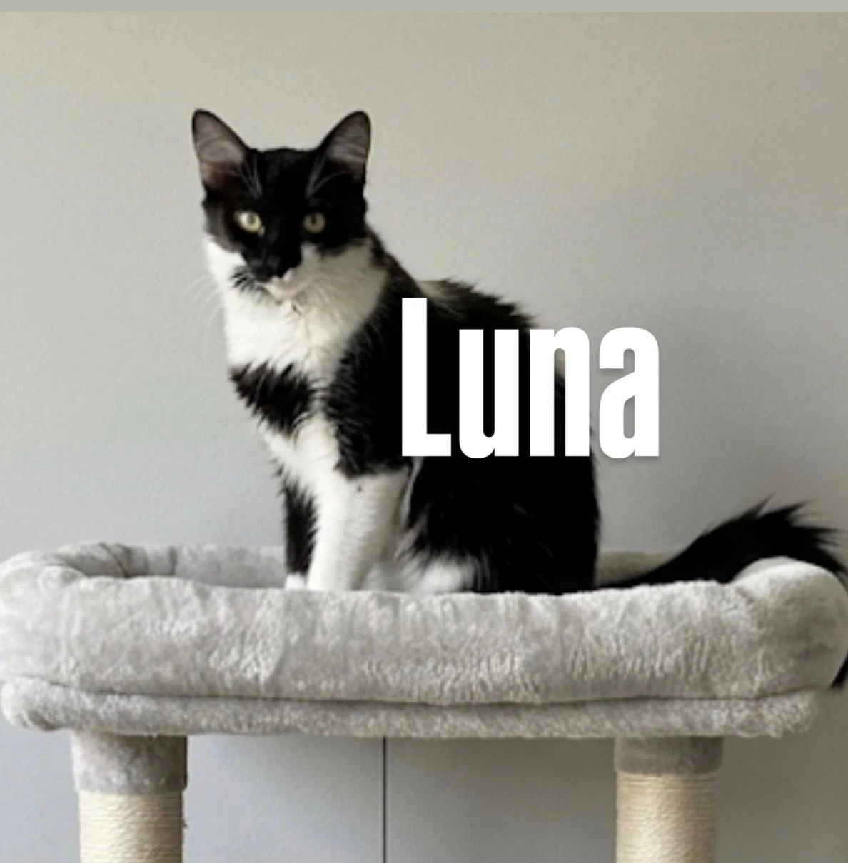 Luna