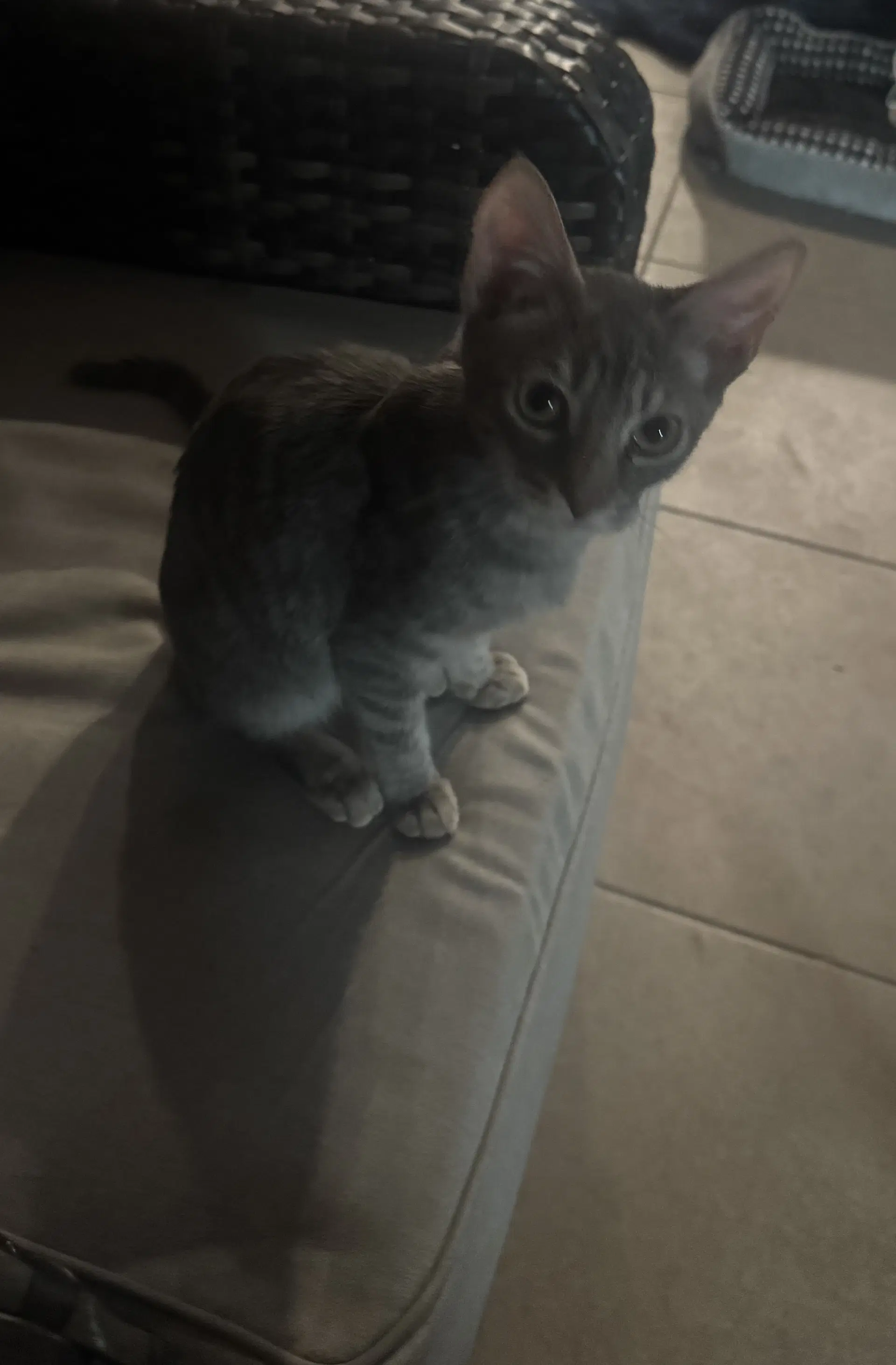 Sterling - Tabby