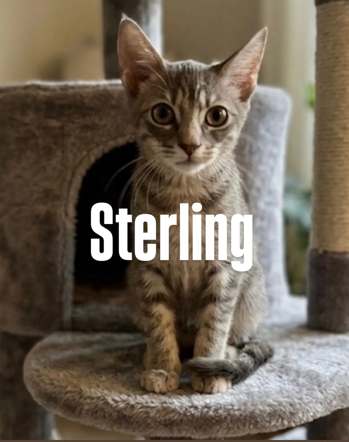Sterling - Tabby