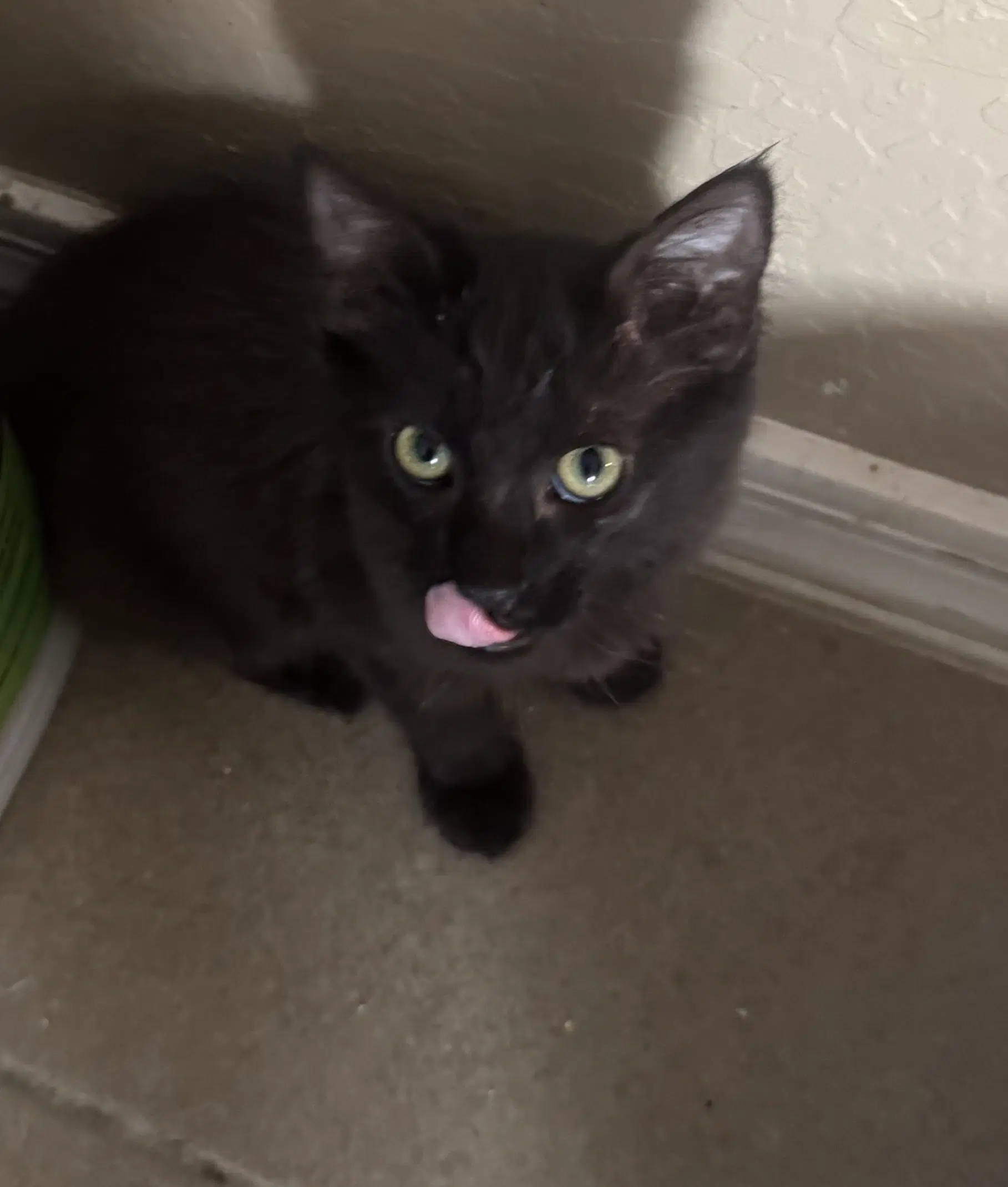 Jirah - Domestic Short Hair