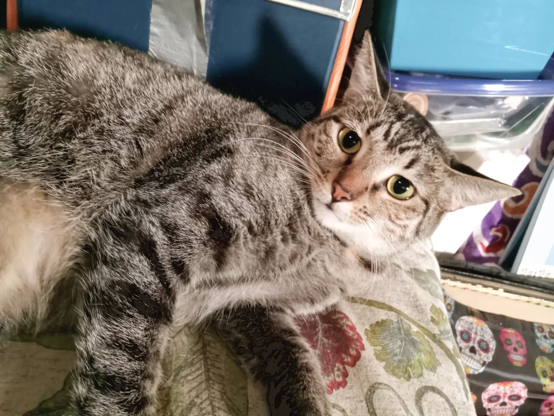 Princess Peach - Domestic Short Hair