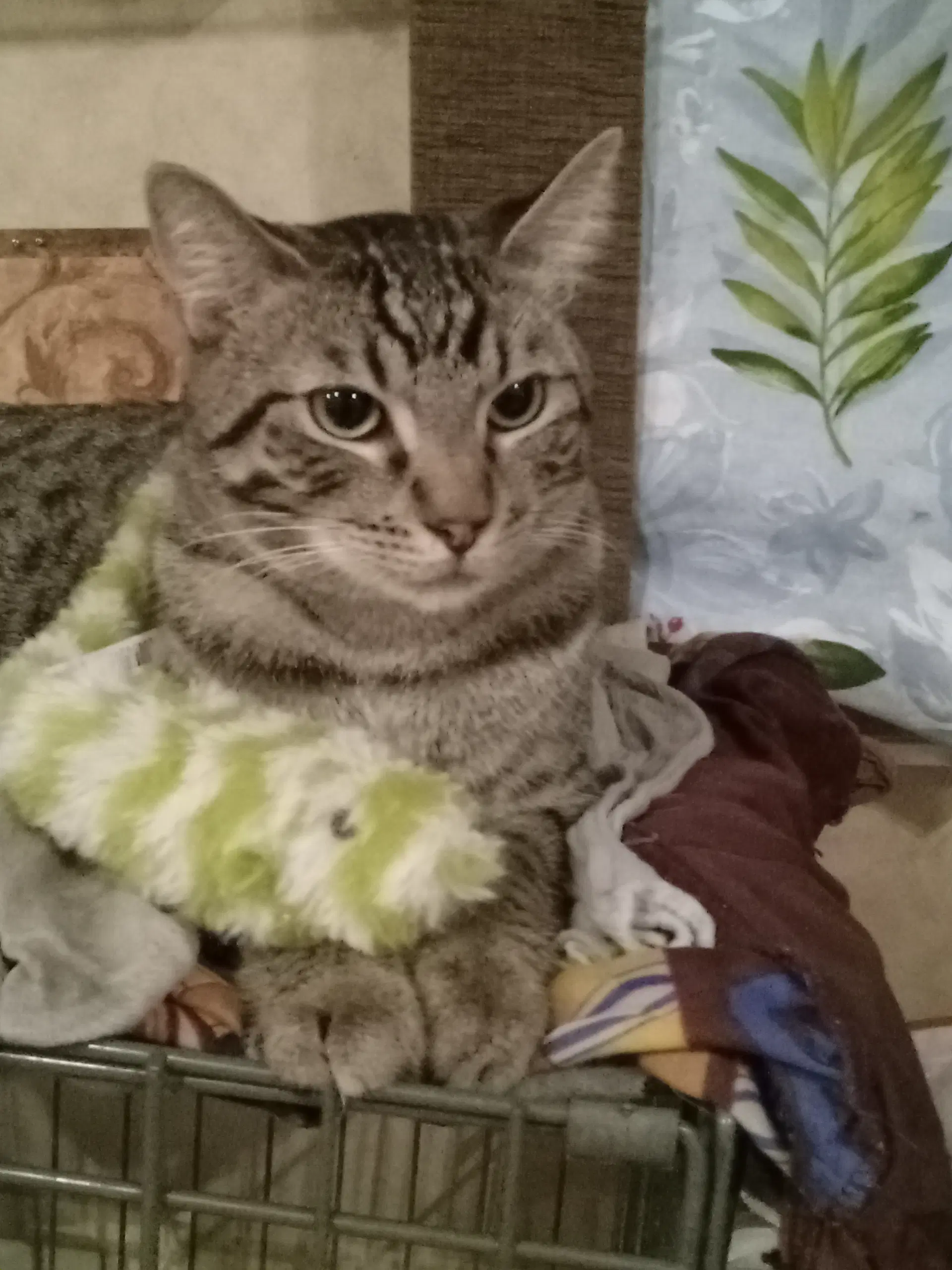 Mario - Domestic Short Hair